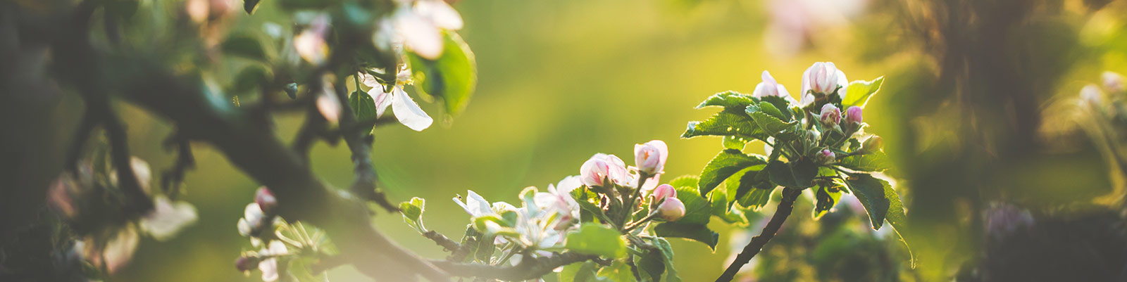 a tree in blossom 